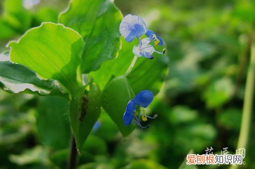 饭包草繁殖 饭包草养殖方法