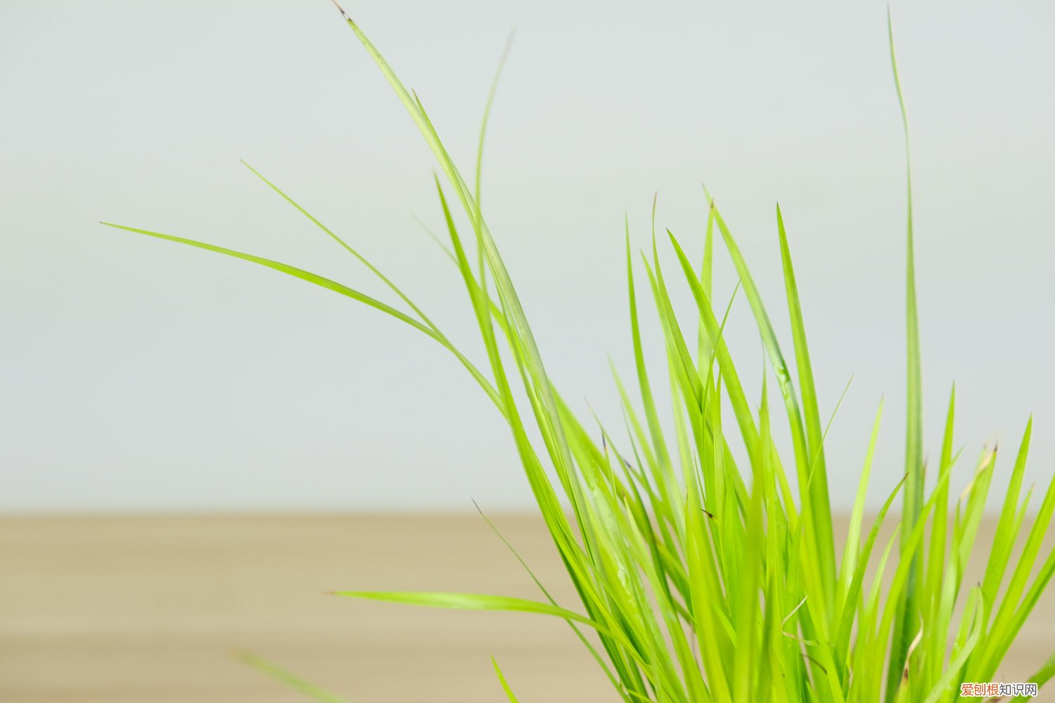 石菖蒲的养殖方法视频 石菖蒲的养殖方法