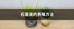 石菖蒲的养殖方法视频 石菖蒲的养殖方法