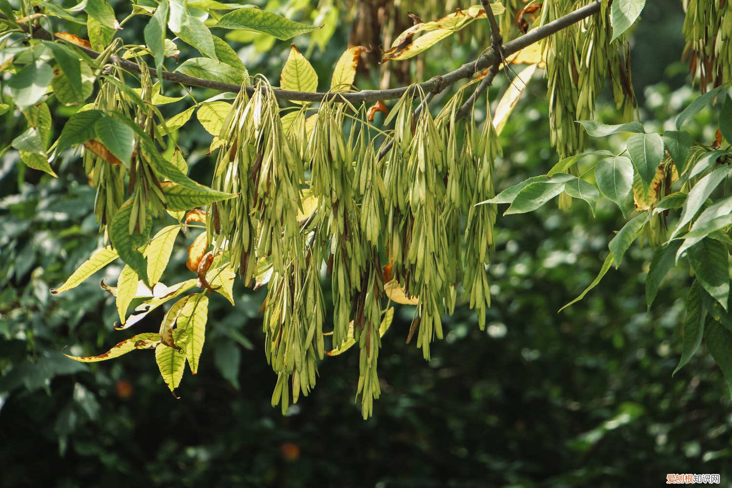 白蜡树怎么繁殖 白蜡树的养殖方法