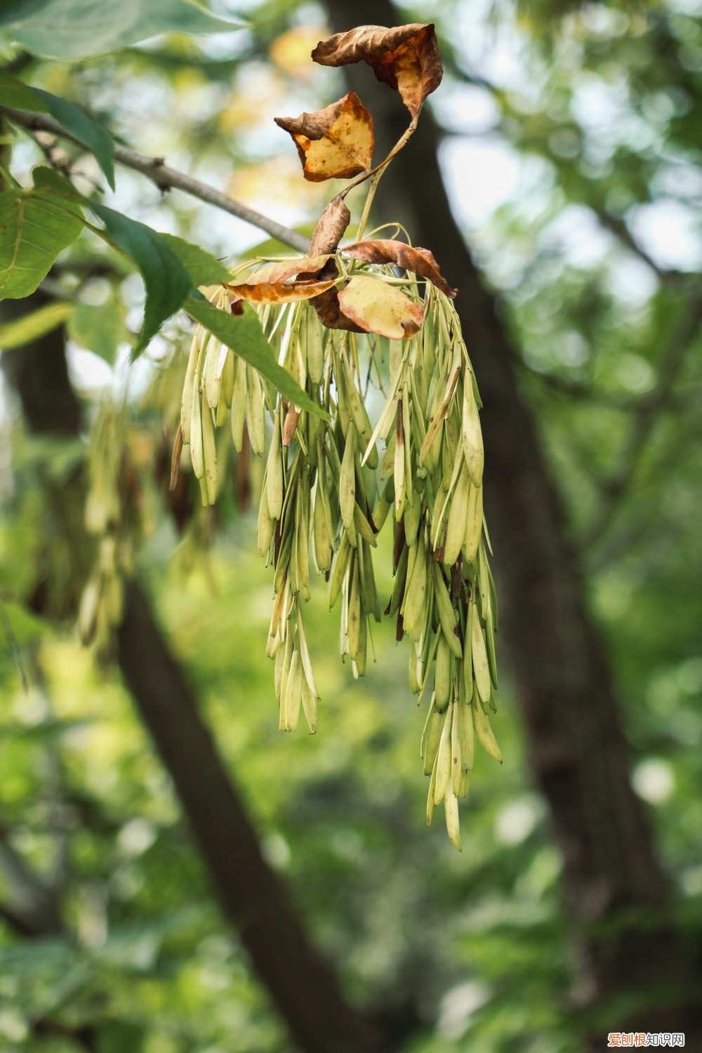 白蜡树怎么繁殖 白蜡树的养殖方法