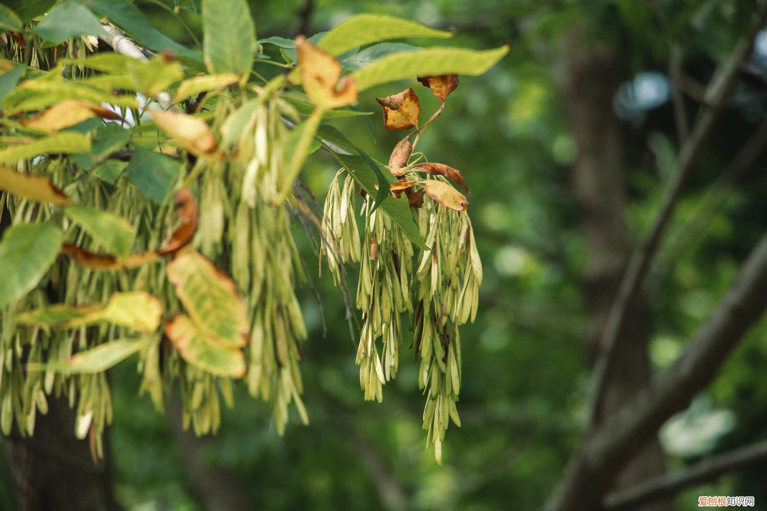 白蜡树怎么繁殖 白蜡树的养殖方法