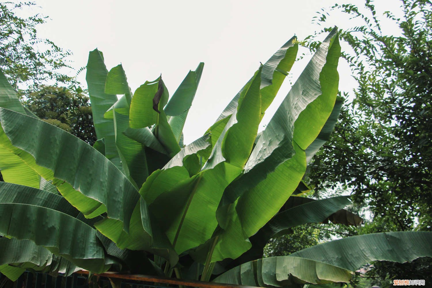 芭蕉叶的养殖方法 芭蕉的养殖方法