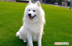 萨摩耶幼犬怕热吗 萨摩耶怕热怎么办