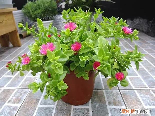 养好花的5种方法，养好花的基本技巧和常识