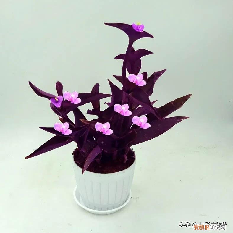 养好花的5种方法，养好花的基本技巧和常识