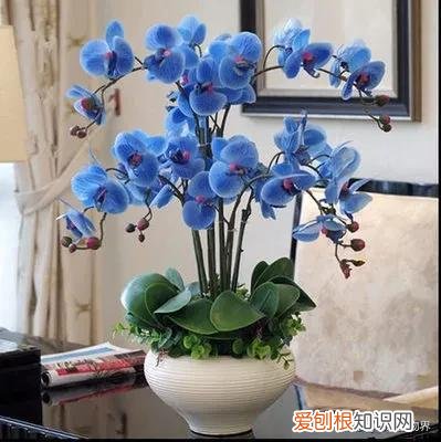 养好花的5种方法，养好花的基本技巧和常识