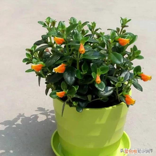 养好花的5种方法，养好花的基本技巧和常识