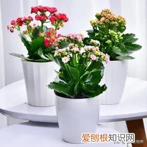 养好花的5种方法，养好花的基本技巧和常识