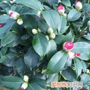 养好花的5种方法，养好花的基本技巧和常识