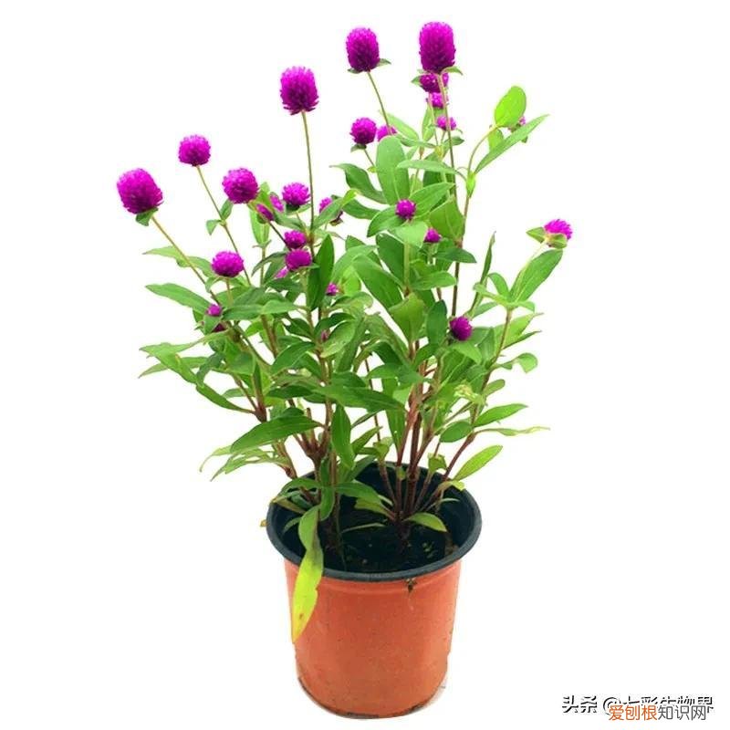 养好花的5种方法，养好花的基本技巧和常识