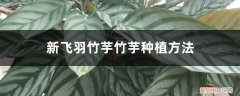 新羽竹芋养殖 新飞羽竹芋竹芋种植方法