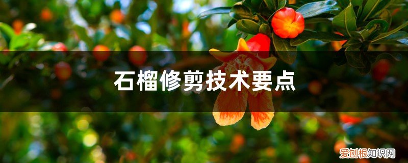 石榴的修剪法 石榴修剪技术要点