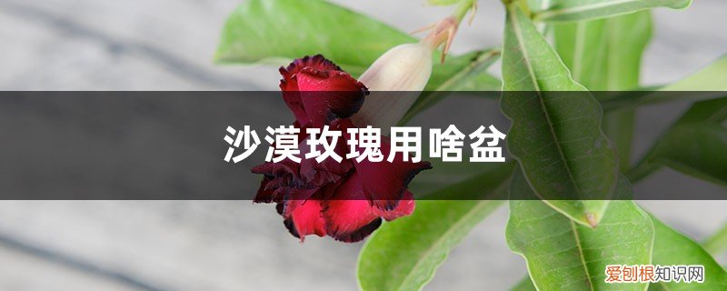 沙漠玫瑰用什么花盆 沙漠玫瑰用啥盆