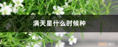 满天星几月份种 满天星什么时候种