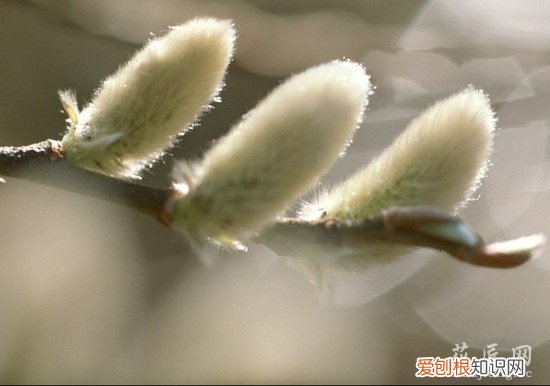 银芽柳怎么养 图片 银芽柳的繁殖方法