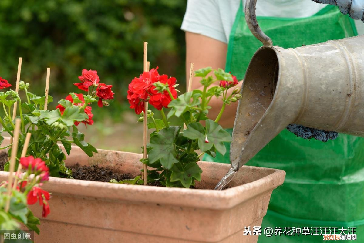 什么花不需要浇水就能养活，养花种草过程中，“浇水”掌握这五点，没有养不活的花