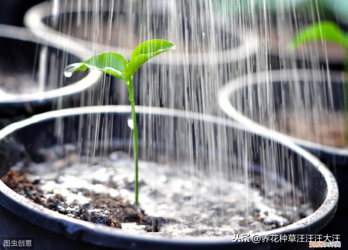 什么花不需要浇水就能养活，养花种草过程中，“浇水”掌握这五点，没有养不活的花