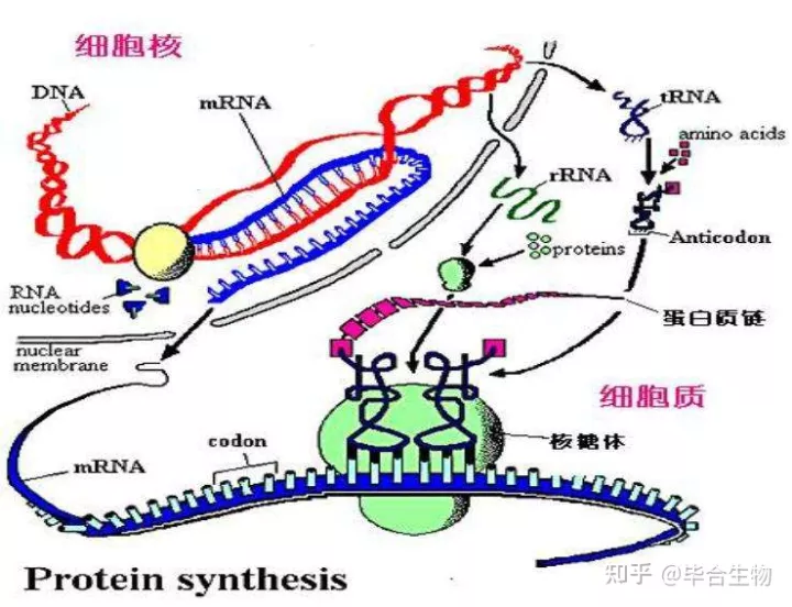 生物蛋白质和核,生物知识|核蛋白简介