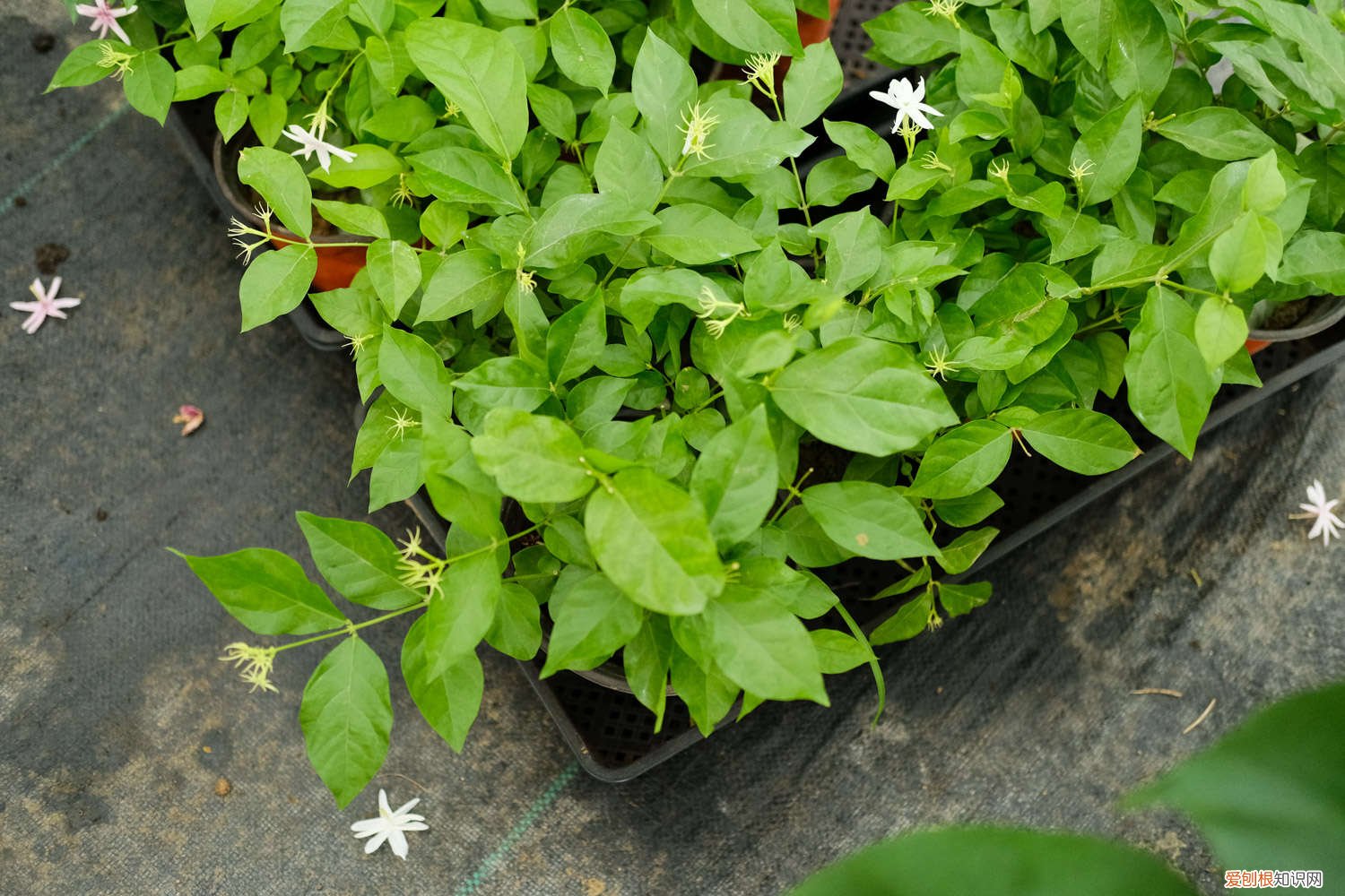 茉莉花树怎样剪枝 茉莉如何修剪成树形