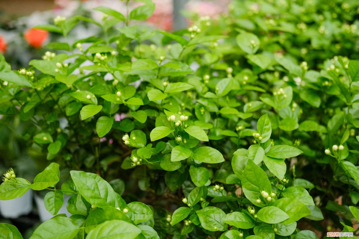 茉莉修剪什么时候最合适 茉莉的修剪方法时间