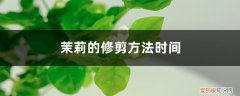 茉莉修剪什么时候最合适 茉莉的修剪方法时间