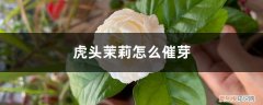 虎头茉莉修剪后如何封口 虎头茉莉怎么催芽