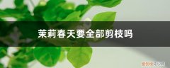 茉莉花开春需要剪枝吗 茉莉春天要全部剪枝吗