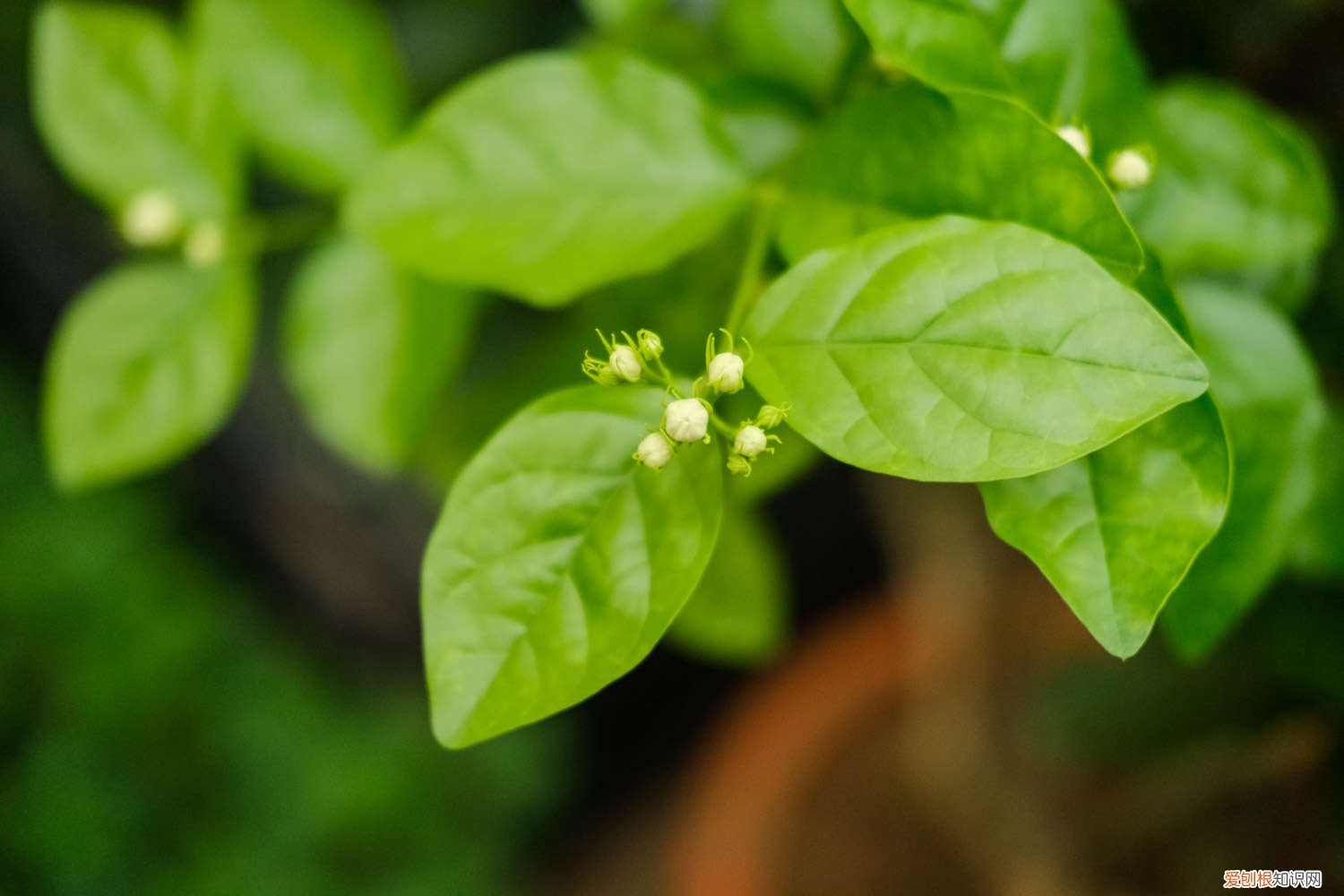 春天茉莉花什么时候剪枝 春天茉莉什么时候剪枝