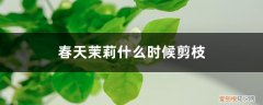 春天茉莉花什么时候剪枝 春天茉莉什么时候剪枝