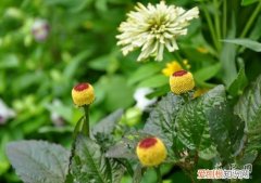 桂圆可以泡菊花吗 桂圆菊养殖方法