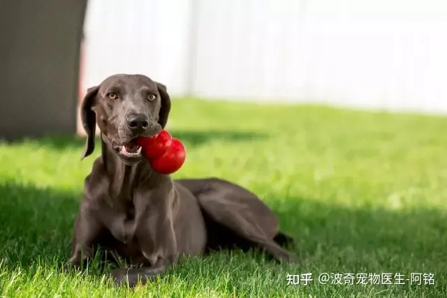 小狗的眼睛是，宠物知识科普：狗狗眯眼是在微笑？读懂安定讯号，明白狗狗小心思