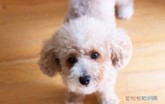 导盲犬为什么不能摸人 导盲犬为什么不能摸