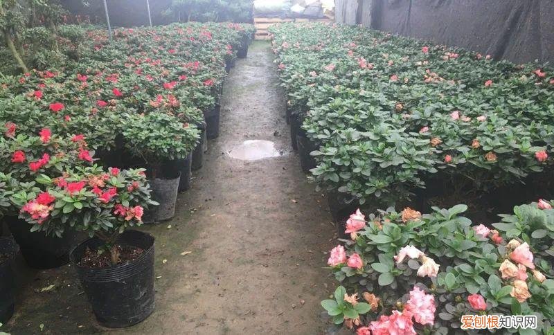 常见的盆花草及养护方式有，养护方法 | 春季盆花养护有妙招，做对了能节约一半成本