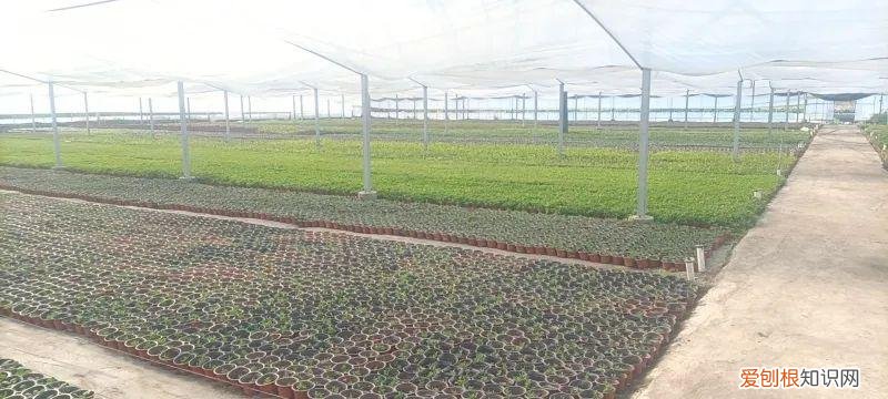 常见的盆花草及养护方式有，养护方法 | 春季盆花养护有妙招，做对了能节约一半成本