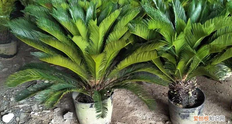 常见的盆花草及养护方式有，养护方法 | 春季盆花养护有妙招，做对了能节约一半成本