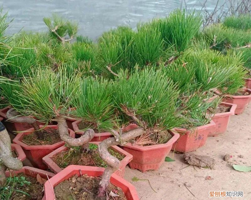 常见的盆花草及养护方式有，养护方法 | 春季盆花养护有妙招，做对了能节约一半成本