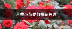 月季小花苞要修剪吗 月季小苗要剪掉花苞吗