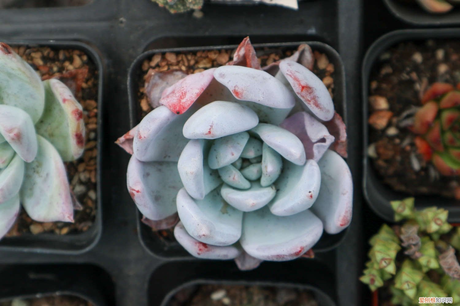 多肉怎样爆头 多肉怎么爆头