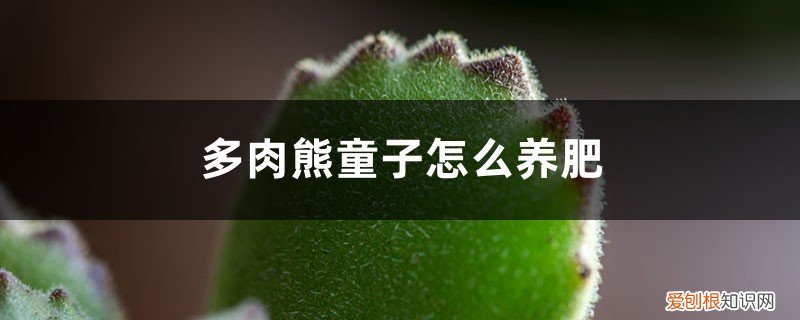 多肉植物熊童子怎么养 多肉熊童子怎么养肥