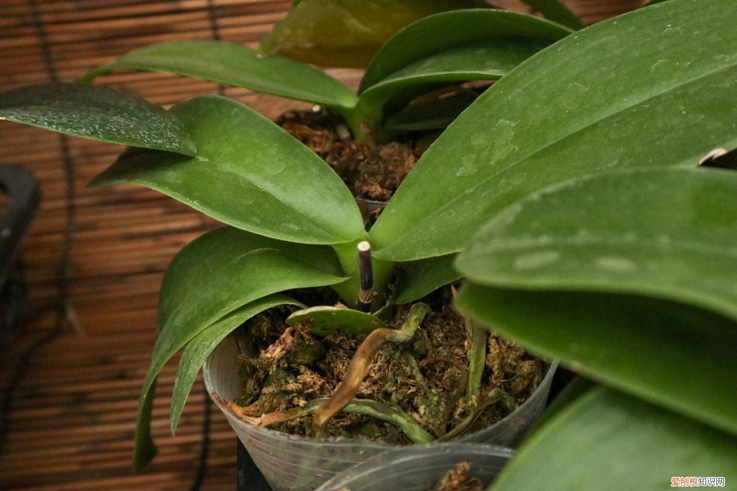 已开花的蝴蝶兰怎么护养 蝴蝶兰的花蕾怎样养护