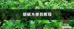 胡椒木修剪教程