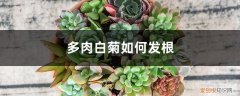 多肉白菊如何发根发芽 多肉白菊如何发根