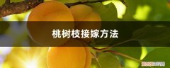 桃树嫁接怎么嫁接 桃树枝接嫁方法