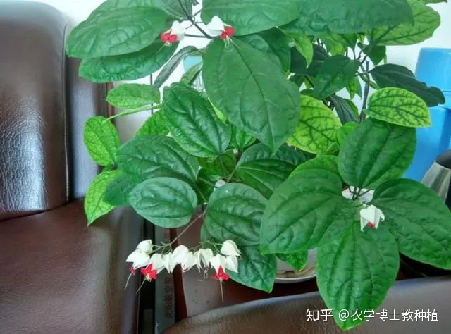 龙吐珠花花期，龙吐珠，花形奇特，犹如蟠龙吐珠！掌握花期调控技巧，四季开满盆