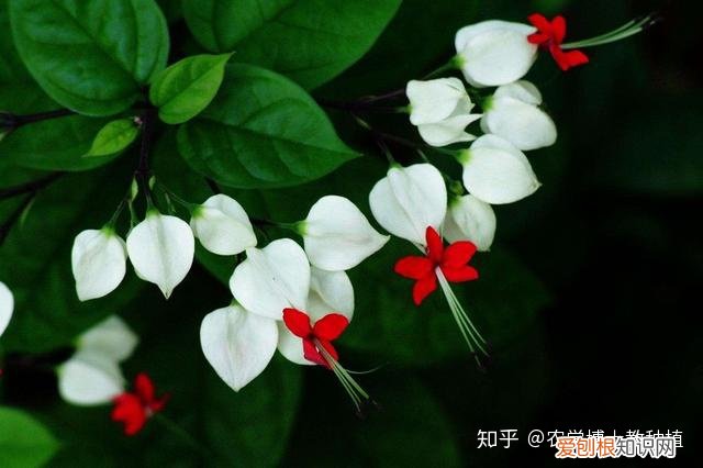 龙吐珠花花期，龙吐珠，花形奇特，犹如蟠龙吐珠！掌握花期调控技巧，四季开满盆