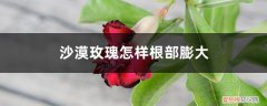 沙漠玫瑰怎样养根茎肥大 沙漠玫瑰怎样根部膨大