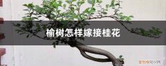 嫁接桂花树用什么树嫁接 榆树怎样嫁接桂花