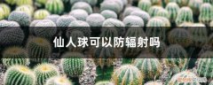 仙人球防辐射吗,放电脑的什么位置好? 仙人球可以防辐射吗