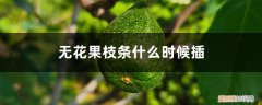 无花果啥时候插枝 无花果枝条什么时候插